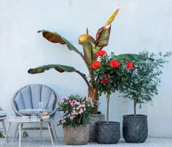 Dehner Terrassenpflanzen|Eukalyptus > Eukalyptus, Stämmchen