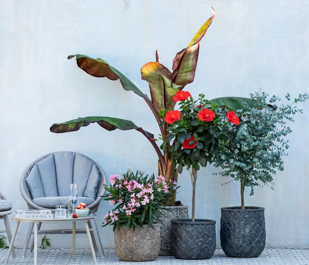 Dehner Terrassenpflanzen|Eukalyptus > Eukalyptus, Stämmchen