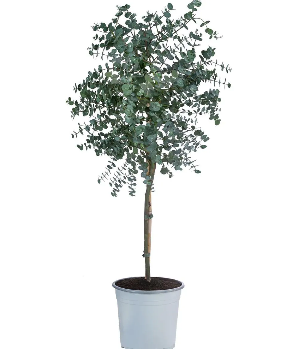 Dehner Terrassenpflanzen|Eukalyptus > Eukalyptus, Stämmchen