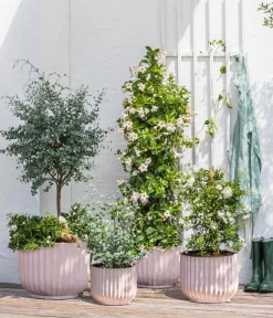 Dehner Terrassenpflanzen|Eukalyptus > Eukalyptus, Stämmchen