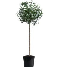 Dehner Eukalyptus, Stämmchen Best