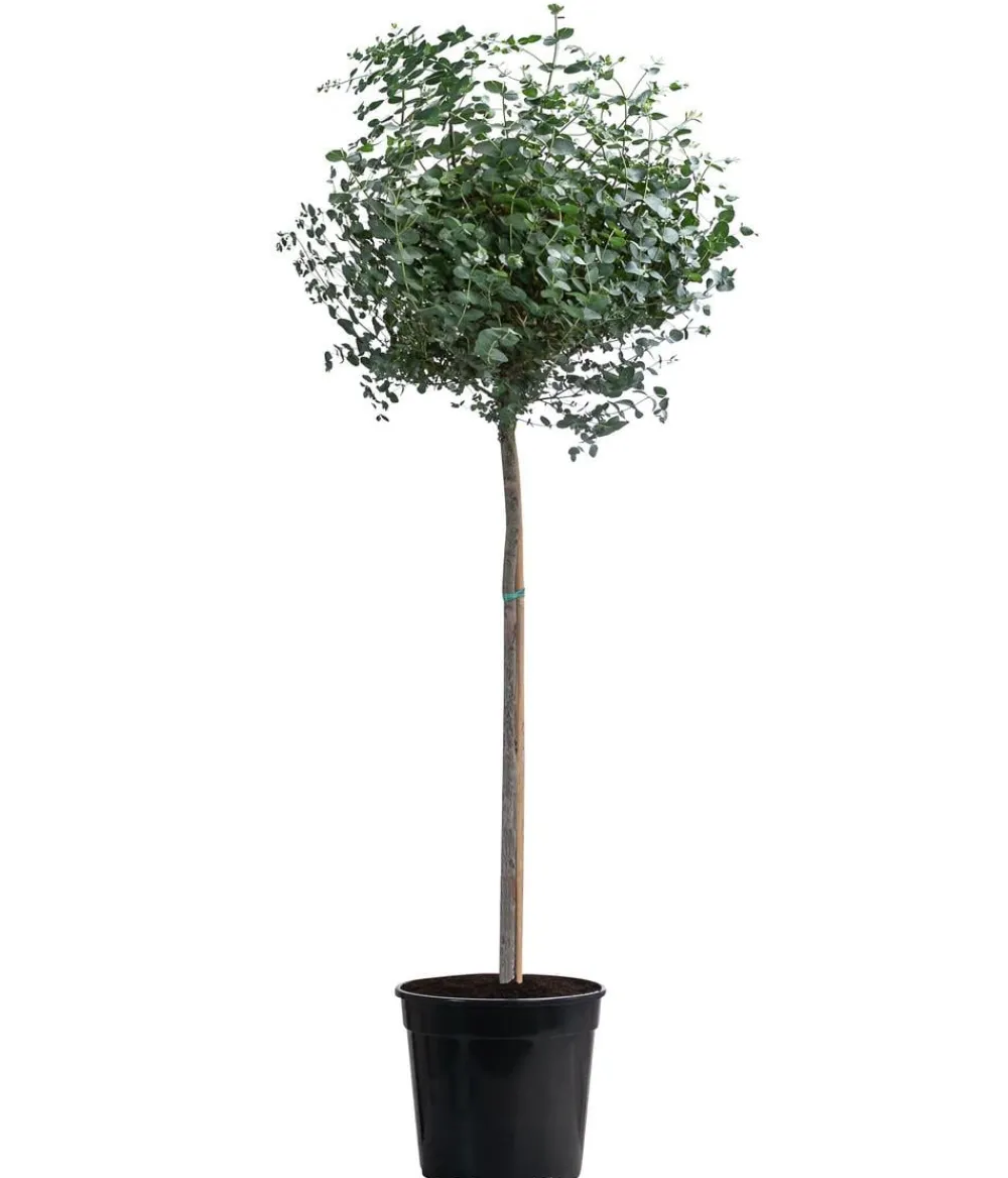 Dehner Eukalyptus, Stämmchen Best