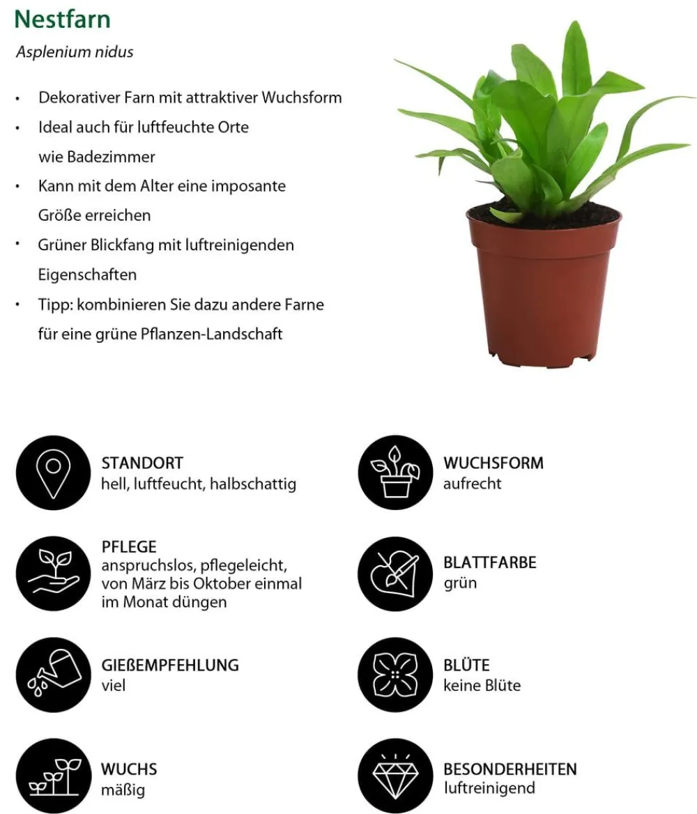 Dehner Zimmerpflanzen-Sets|Grünpflanzen > Farn-Set, 3-teilig