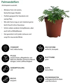 Dehner Zimmerpflanzen-Sets|Grünpflanzen > Farn-Set, 3-teilig