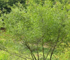 Dehner Natura Premium Laubgehölze|Vogelschutzhecken - Faulbaum