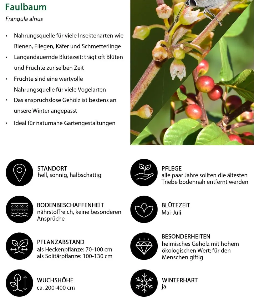 Dehner Natura Premium Laubgehölze|Vogelschutzhecken - Faulbaum
