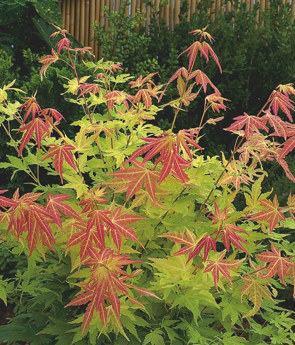 Dehner Laubgehölze > Fächerahorn 'Orange Dream'