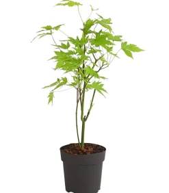 Dehner Fächerahorn 'Orange Dream' Grün Sale