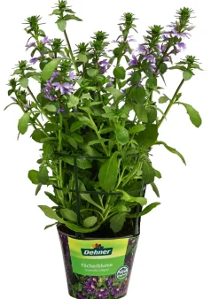 Dehner Sommerblumen - Fächerblume Lavendel