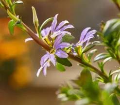 Dehner Sommerblumen - Fächerblume Lavendel