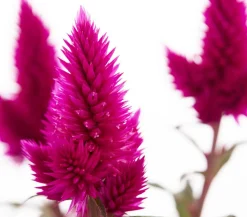 Dehner Federbusch 'Venezuela' Pink Online