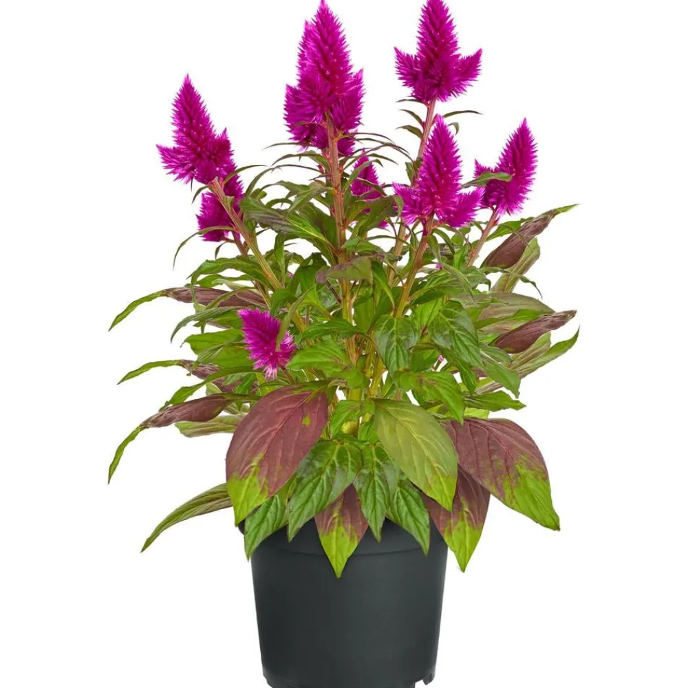 Dehner Federbusch 'Venezuela' Pink Online