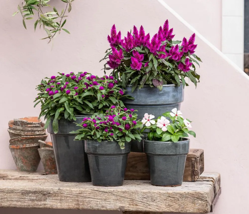 Dehner Federbusch 'Venezuela' Pink Online