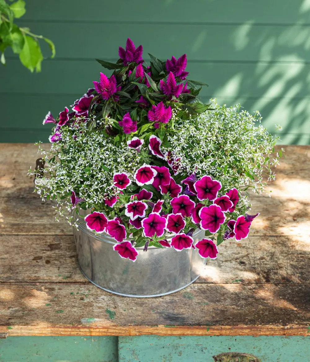 Dehner Federbusch 'Venezuela' Pink Online
