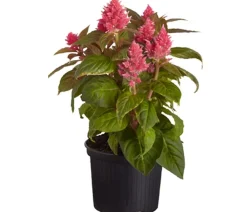 Dehner Sommerblumen > Federbusch, verschiedene Farben
