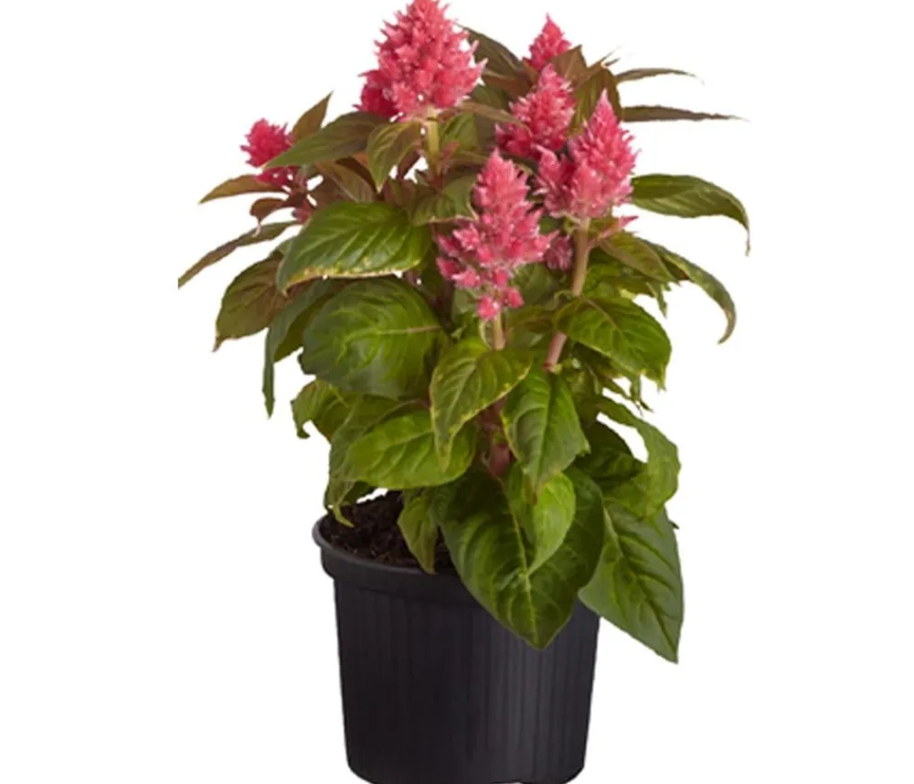 Dehner Sommerblumen > Federbusch, verschiedene Farben