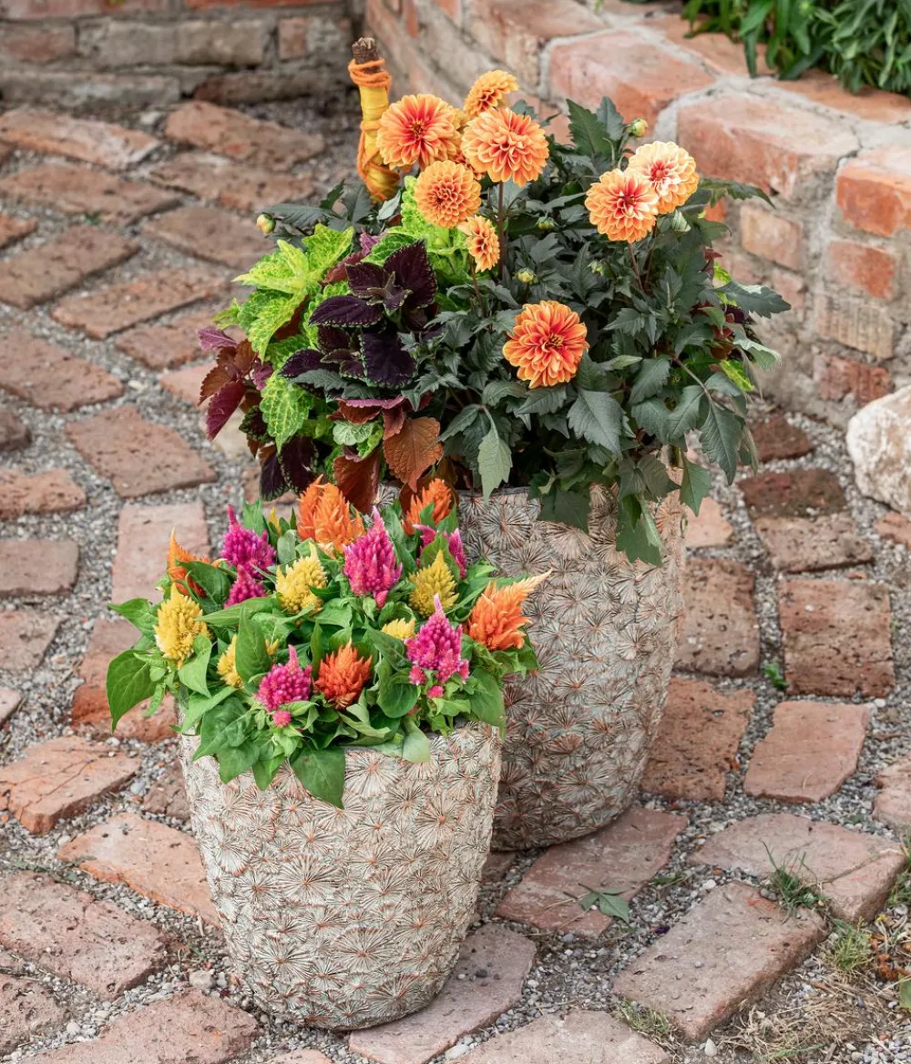 Dehner Sommerblumen > Federbusch, verschiedene Farben