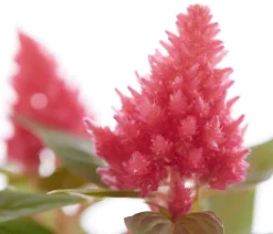 Dehner Sommerblumen > Federbusch, verschiedene Farben