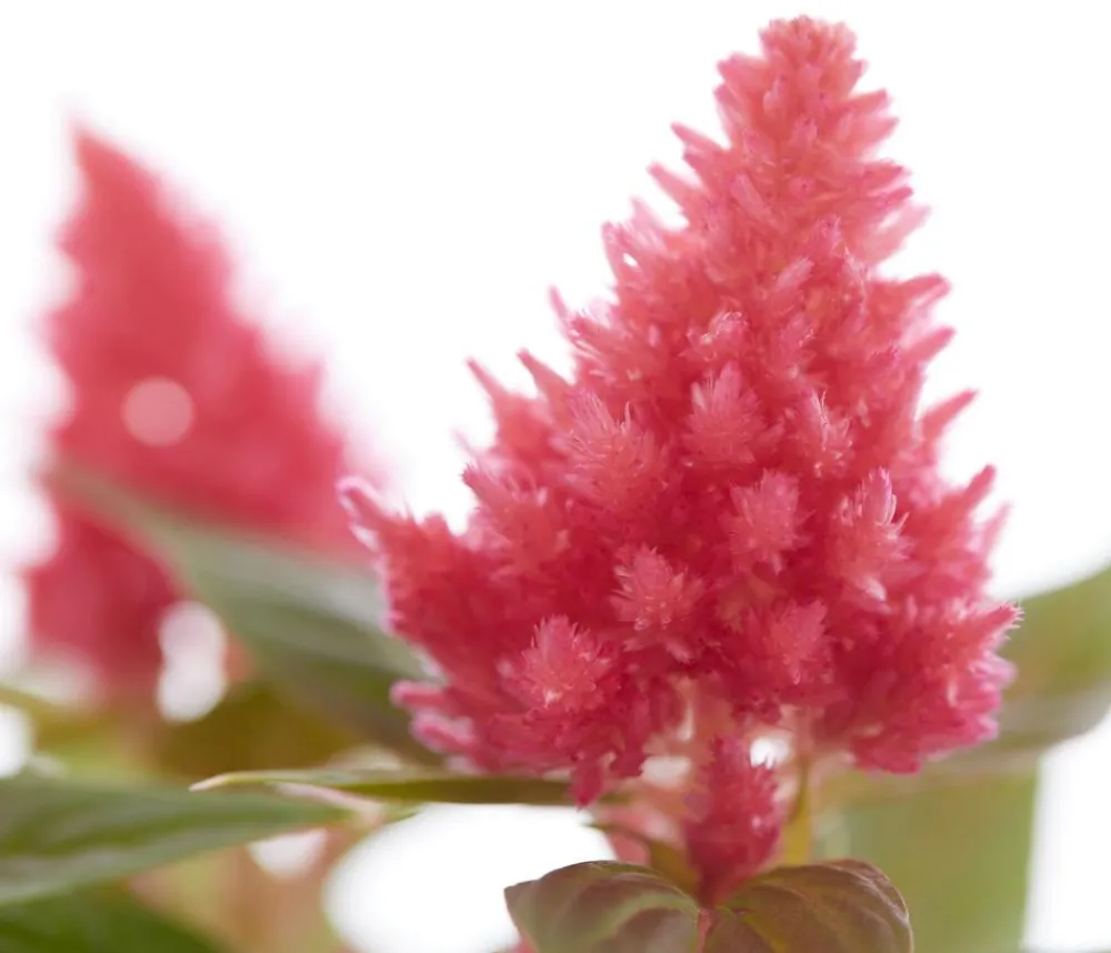 Dehner Sommerblumen > Federbusch, verschiedene Farben