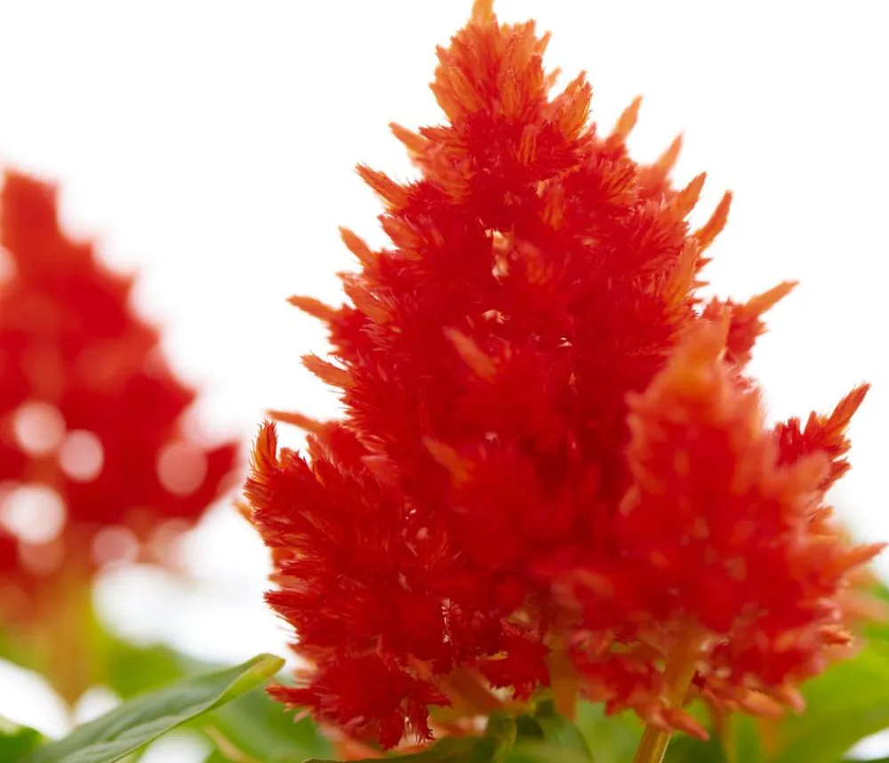 Dehner Sommerblumen > Federbusch, verschiedene Farben