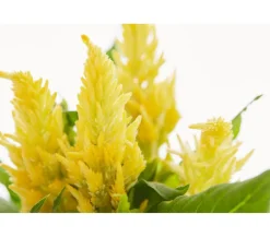 Dehner Sommerblumen > Federbusch, verschiedene Farben