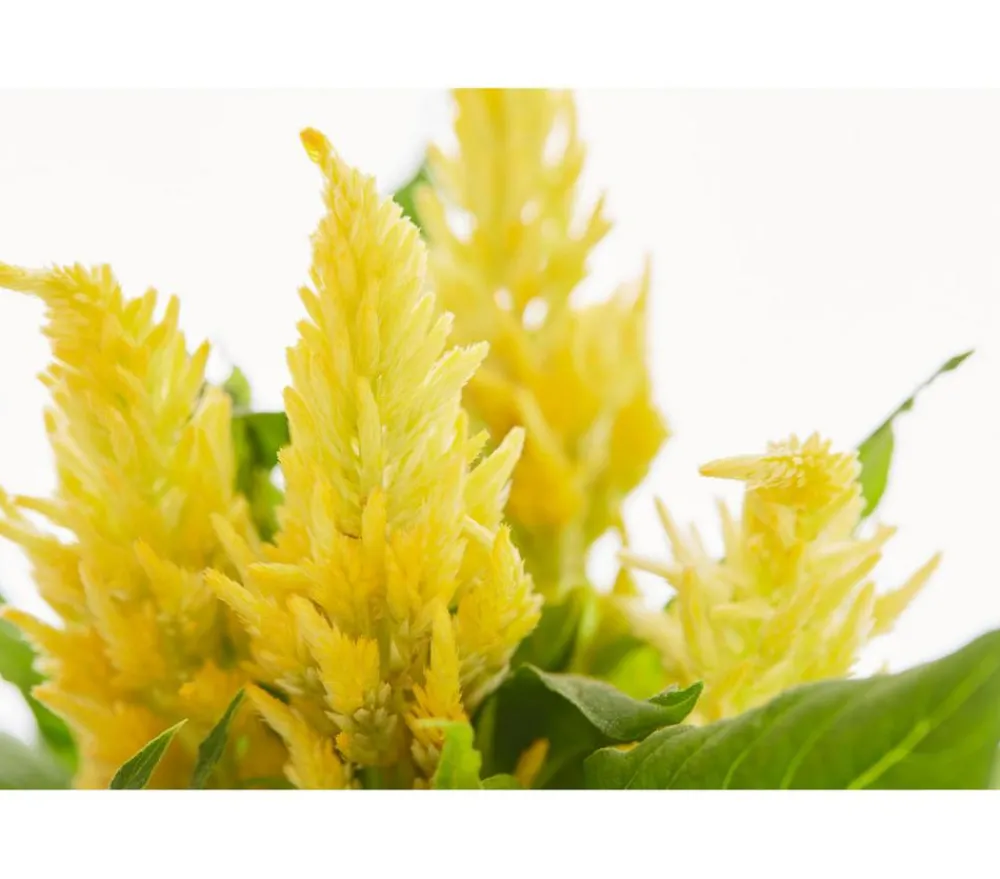 Dehner Sommerblumen > Federbusch, verschiedene Farben