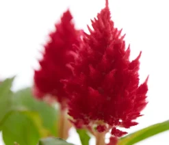Dehner Sommerblumen > Federbusch, verschiedene Farben