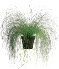 Dehner Federgras 'Pony Tails' Hot
