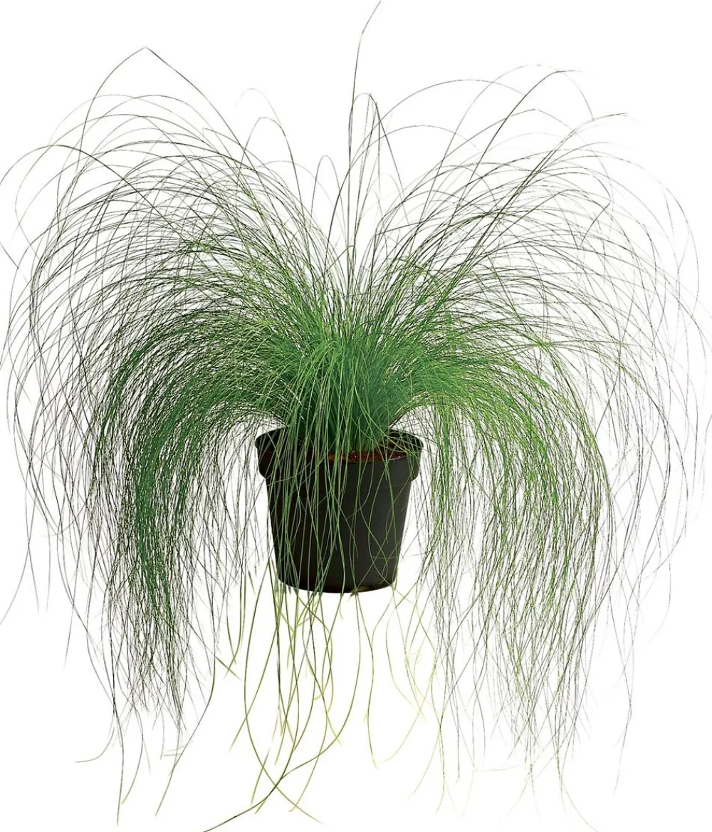 Dehner Federgras 'Pony Tails' Hot