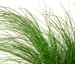 Dehner Federgras 'Pony Tails' Hot