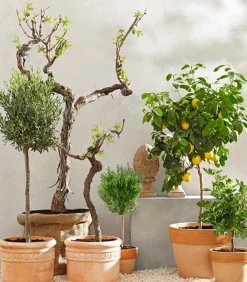 Dehner Nüsse & Besondere Obstbäume|Obstbäume - Feige, dunkel Lila