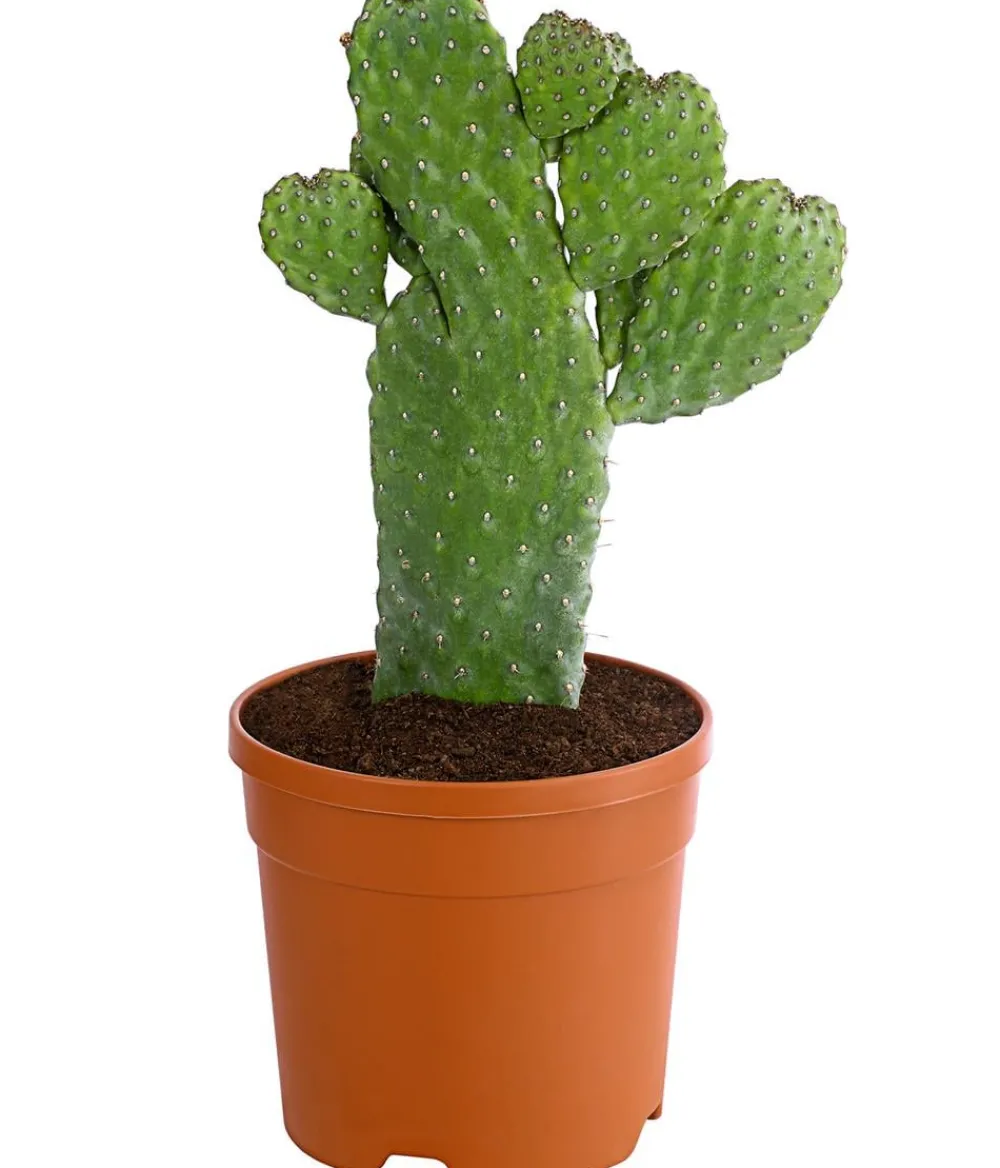 Dehner Kakteen - Feigenkaktus - Opuntia consolea Hellgrün