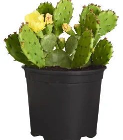 Dehner Steingartenstauden|Garten-Raritäten > Feigenkaktus - Opuntia humifusa