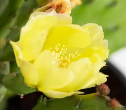 Dehner Steingartenstauden|Garten-Raritäten > Feigenkaktus - Opuntia humifusa