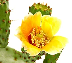 Dehner Feigenkaktus - Opuntia indica Grün Discount