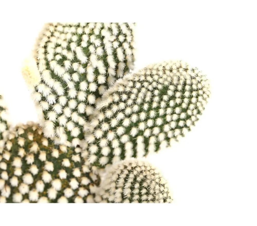 Dehner Feigenkaktus - Opuntia indica, verschiedene Sorten Grün Online