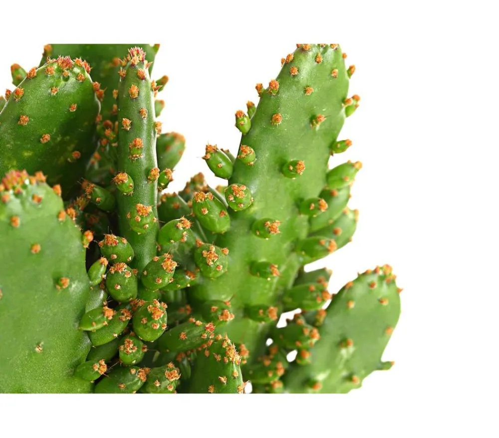 Dehner Feigenkaktus - Opuntia indica, verschiedene Sorten Grün Online