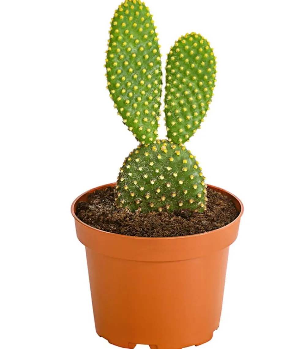 Dehner Feigenkaktus - Opuntia indica, verschiedene Sorten Grün Online