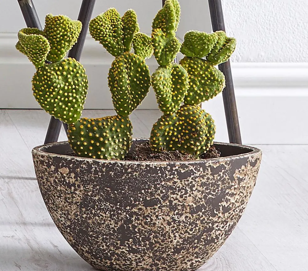 Dehner Feigenkaktus - Opuntia indica, verschiedene Sorten Grün Online