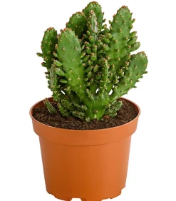 Dehner Feigenkaktus - Opuntia indica, verschiedene Sorten Grün Online