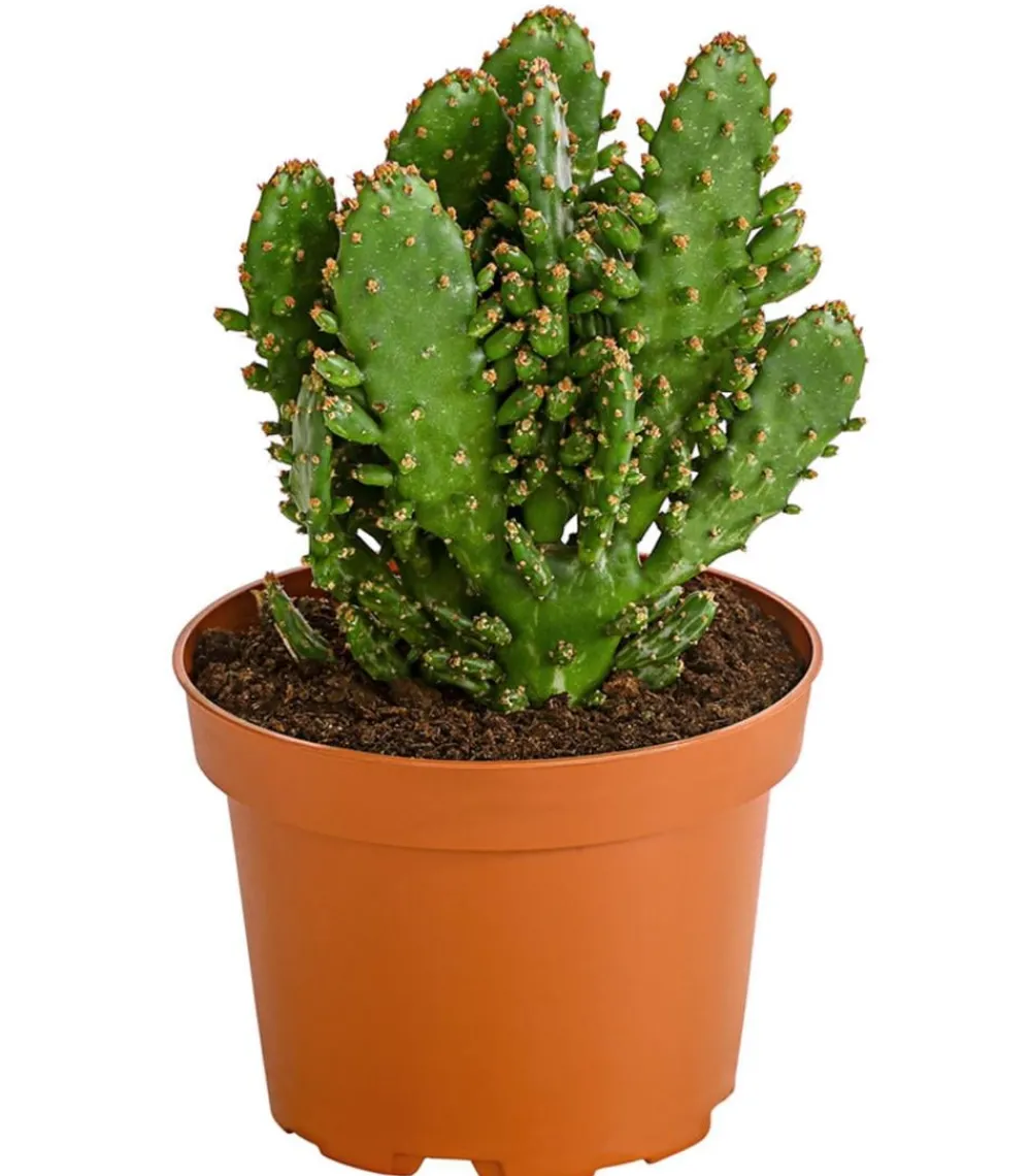 Dehner Feigenkaktus - Opuntia indica, verschiedene Sorten Grün Online