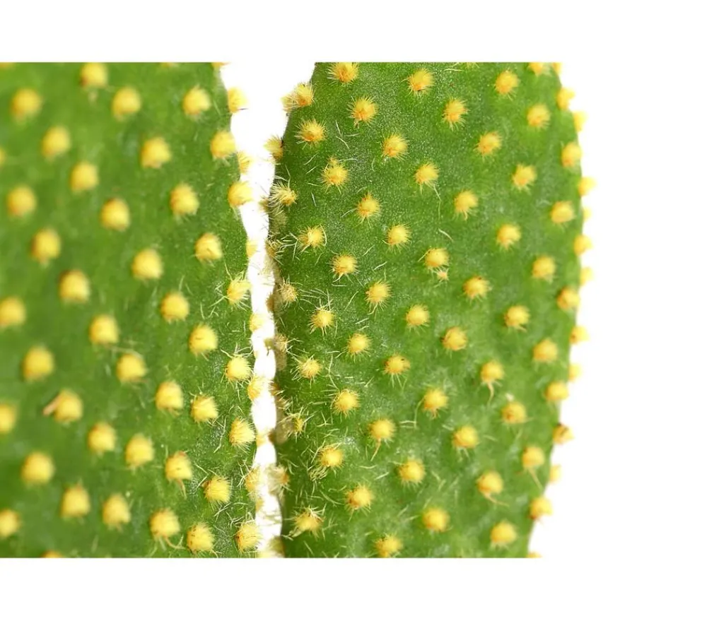 Dehner Feigenkaktus - Opuntia indica, verschiedene Sorten Grün Online