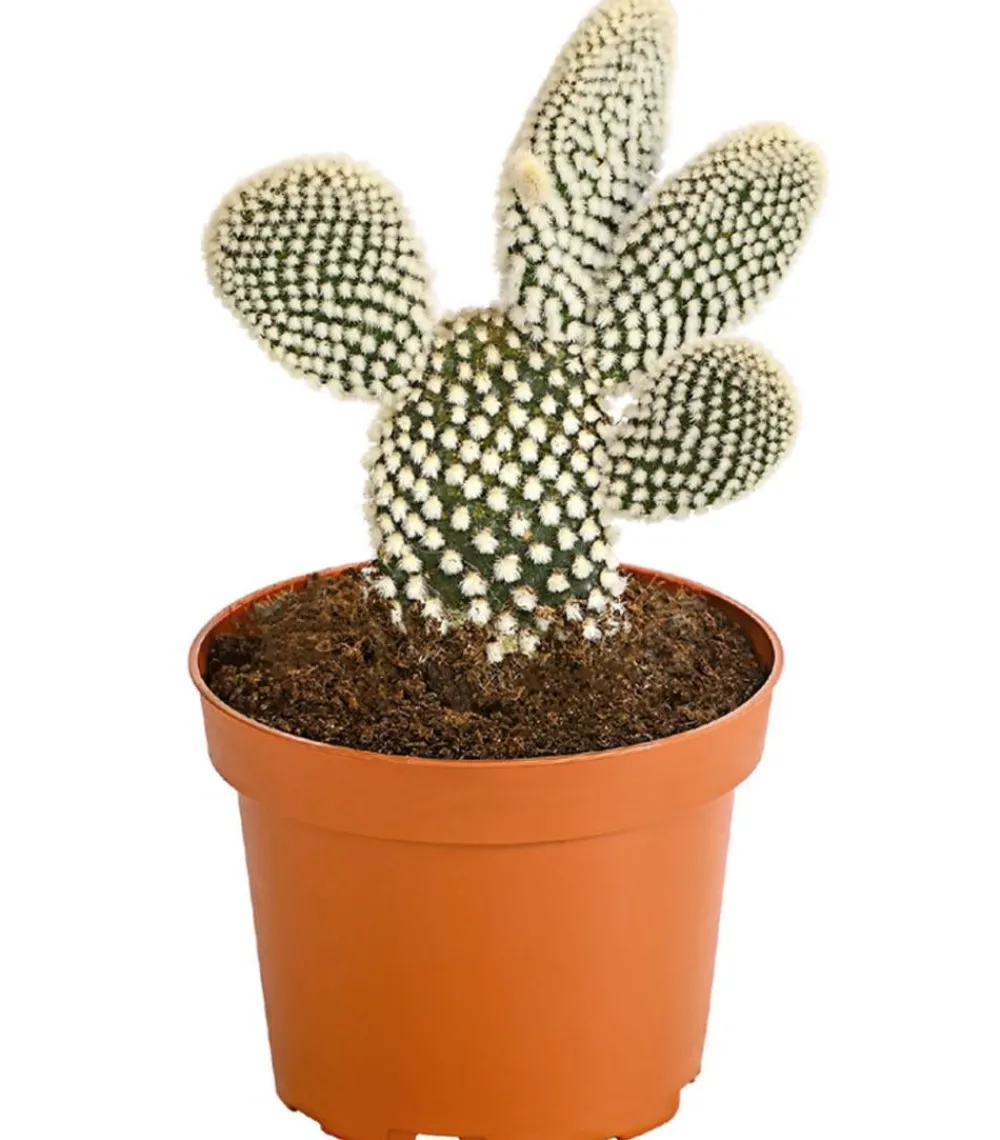 Dehner Feigenkaktus - Opuntia indica, verschiedene Sorten Grün Online