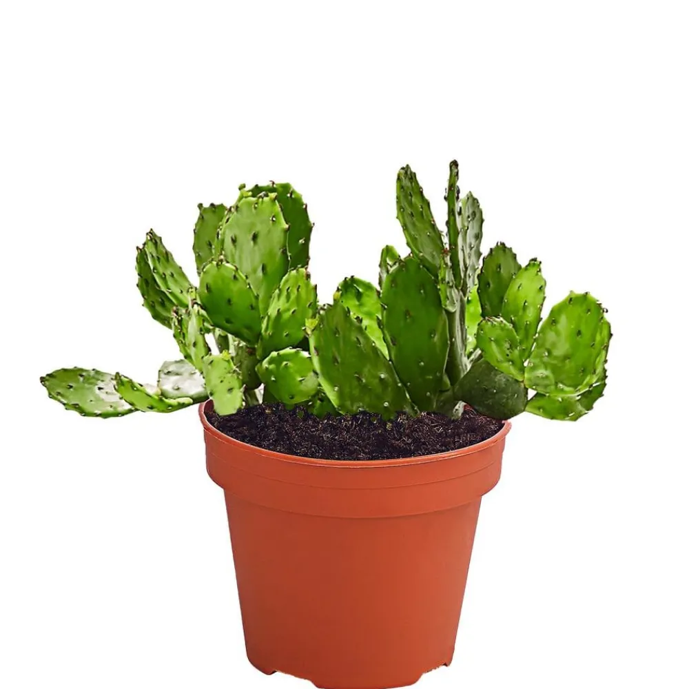 Dehner Feigenkaktus - Opuntia indica Grün New