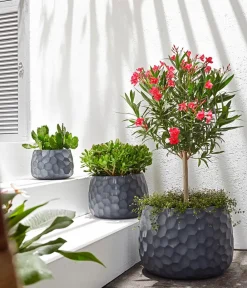 Dehner Feigenkaktus - Opuntia indica Grün New