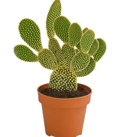 Dehner Kakteen > Feigenkaktus - Opuntia microdasys 'Yellow'