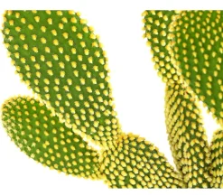 Dehner Kakteen > Feigenkaktus - Opuntia microdasys 'Yellow'