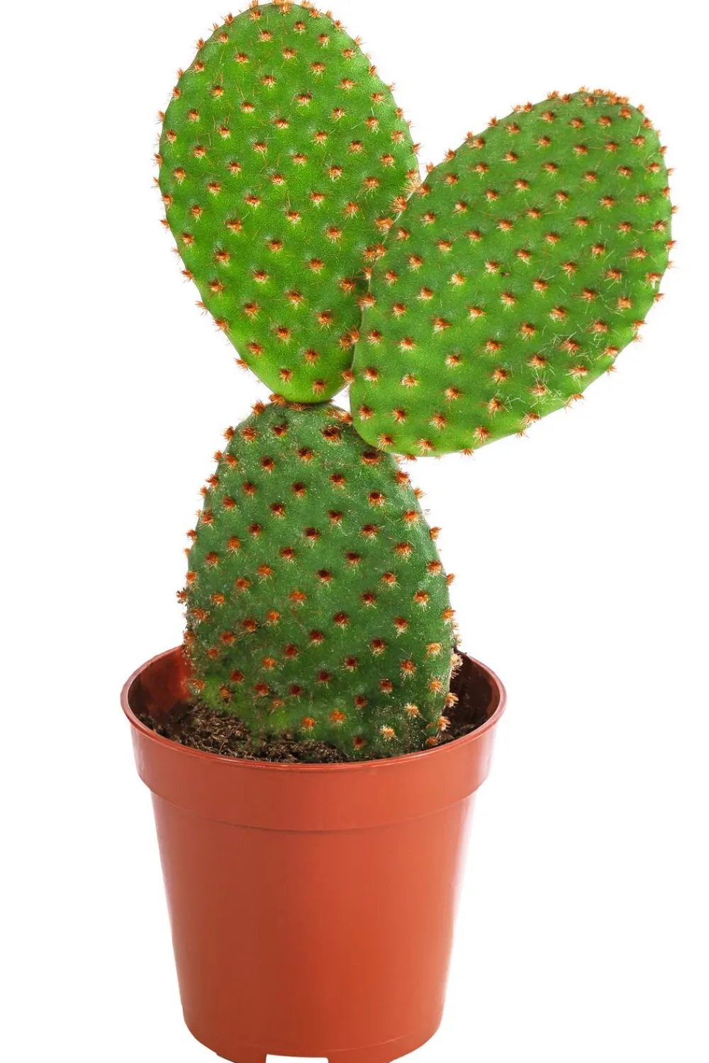Dehner Kakteen - Feigenkaktus - Opuntia microdasys, verschiedene Sorten Grün