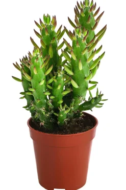 Dehner Kakteen - Feigenkaktus - Opuntia microdasys, verschiedene Sorten Grün