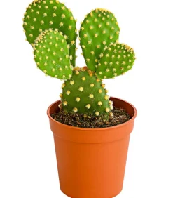 Dehner Kakteen - Feigenkaktus - Opuntia microdasys, verschiedene Sorten Grün